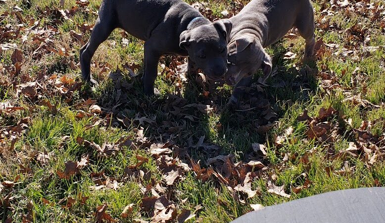 PAWS VALLEY DOG PARK - Pauls Valley, OK