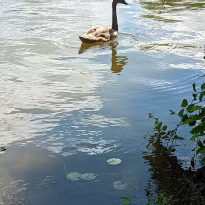Maple Island - Paw Paw,