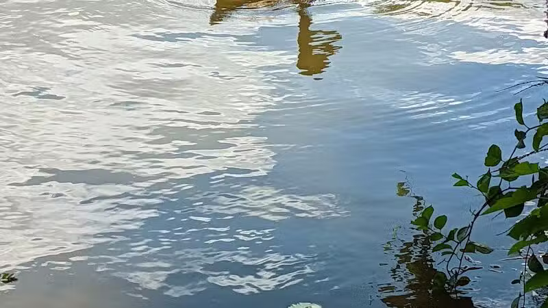 Maple Island - Paw Paw,