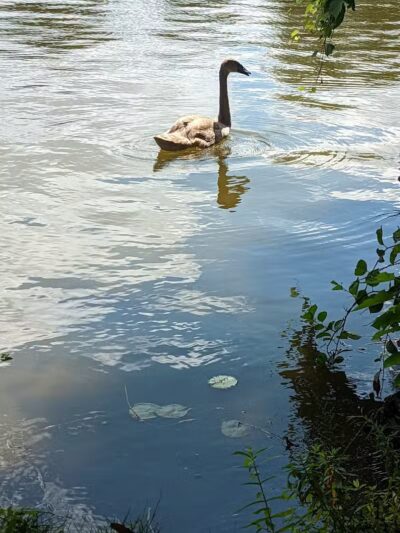 Maple Island - Paw Paw,
