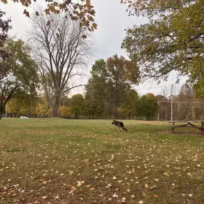 Maple Island - Paw Paw,