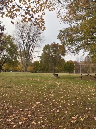 Maple Island - Paw Paw,