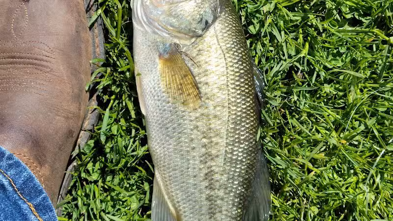 Maple Island - Paw Paw,