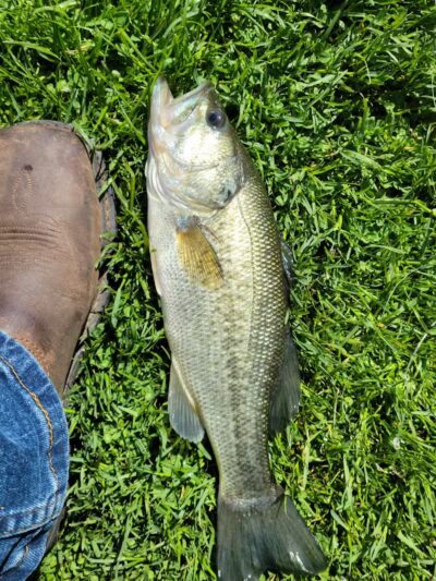 Maple Island - Paw Paw,