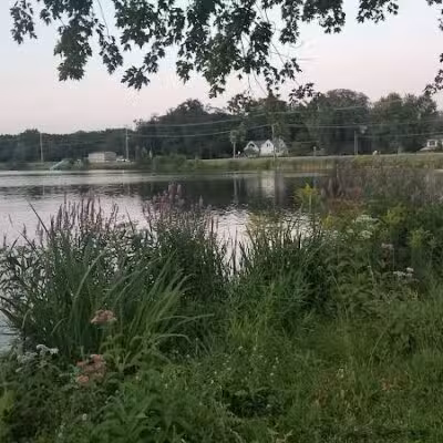 Maple Island - Paw Paw,