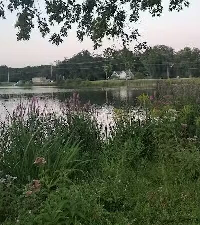 Maple Island - Paw Paw,