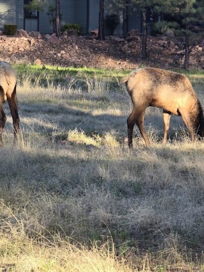 Rumsey Park Dog Park - Payson, AZ
