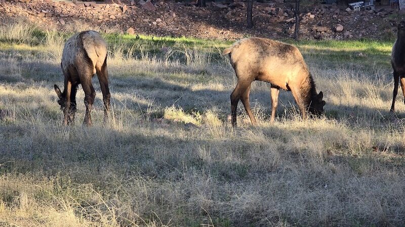 Rumsey Park Dog Park - Payson, AZ