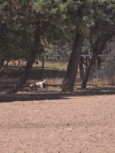 Rumsey Park Dog Park - Payson, AZ