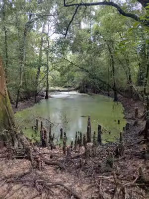 Holmes Bayou Trail - Pearl River, LA