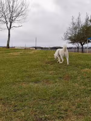 Southdown Dog Park - Pearland, TX
