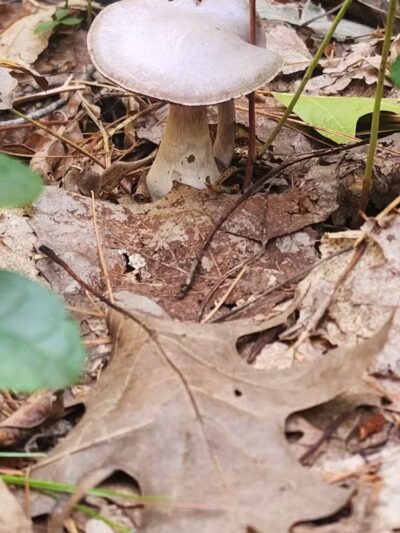 Sturgeon Falls trailhead - Pelkie,