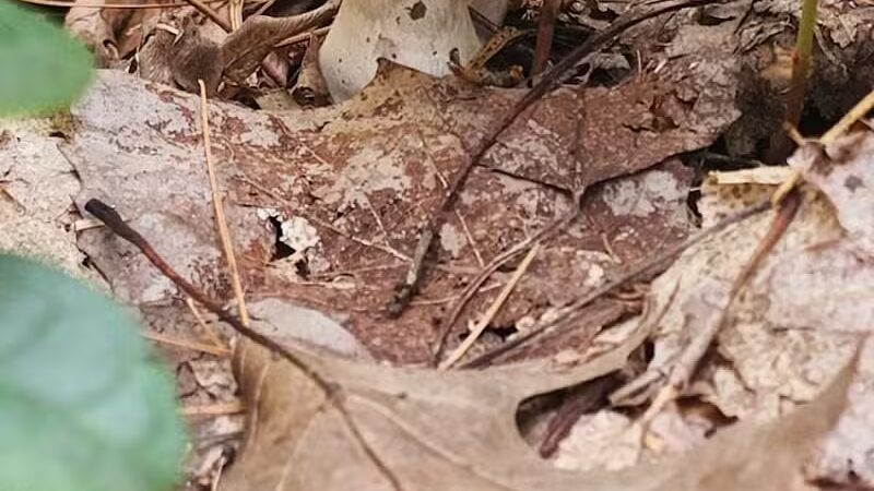 Sturgeon Falls trailhead - Pelkie,