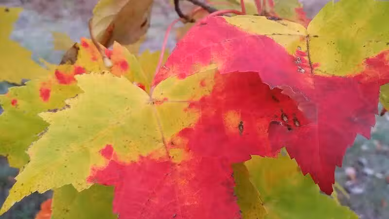 Pellston Pioneer Park - Pellston, MI