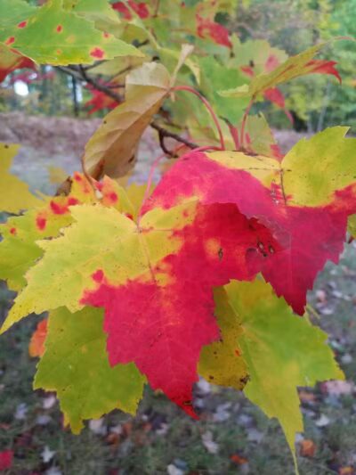 Pellston Pioneer Park - Pellston, MI