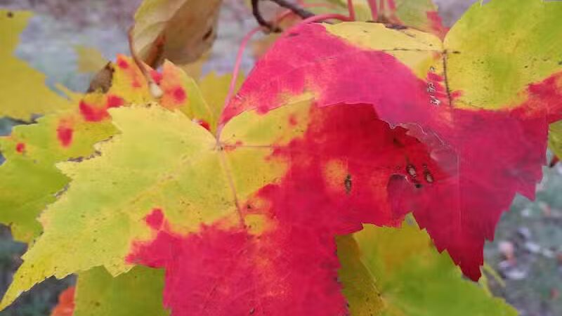 Pellston Pioneer Park - Pellston, MI