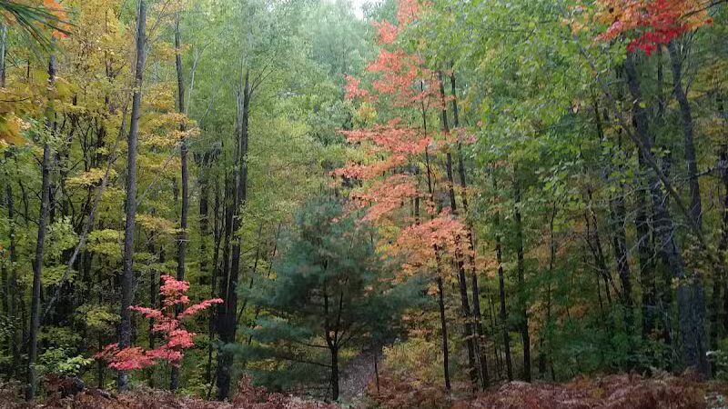 Pellston Pioneer Park - Pellston, MI