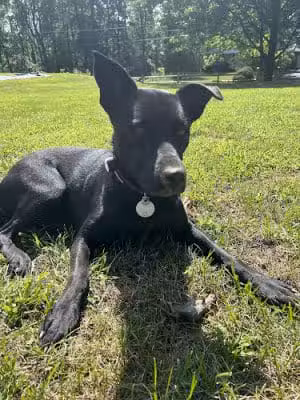 Weona Bark Park - Pen Argyl, PA