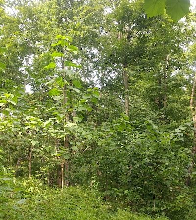 Kunkel Park - Pennington, NJ