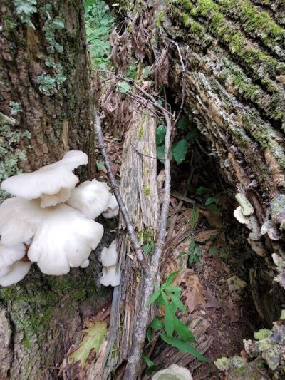 Kunkel Park - Pennington, NJ