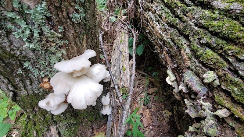 Kunkel Park - Pennington, NJ