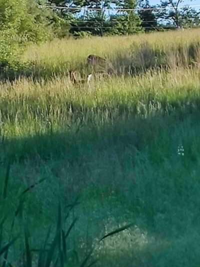 Rosedale Lake Parking Area: Lawrence Hopewell Trail - Pennington, NJ