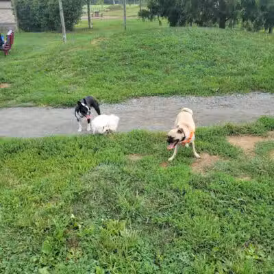 Rosedale Dog Park - Pennington,