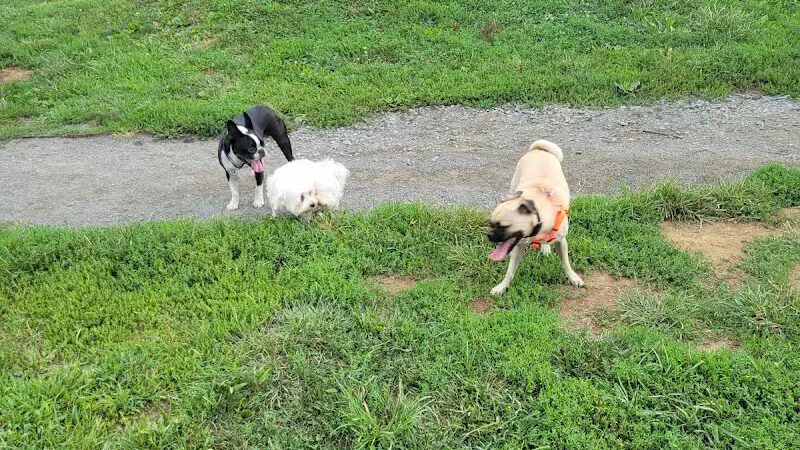 Rosedale Dog Park - Pennington,