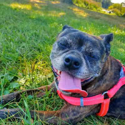 Rosedale Dog Park - Pennington,