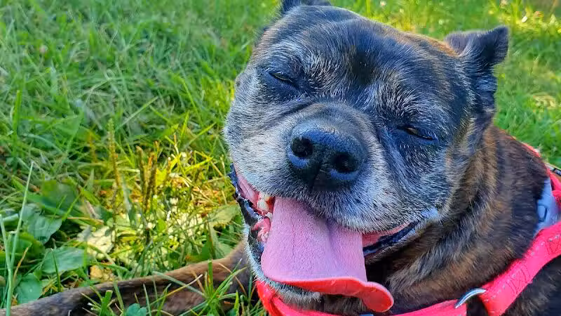 Rosedale Dog Park - Pennington,