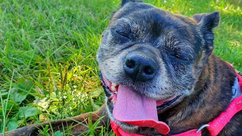 Rosedale Dog Park - Pennington,