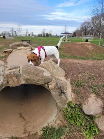 Rosedale Dog Park - Pennington,