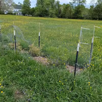 Rosedale Dog Park - Pennington,