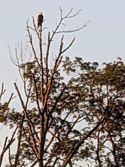 Rosedale Park - Pennington, NJ