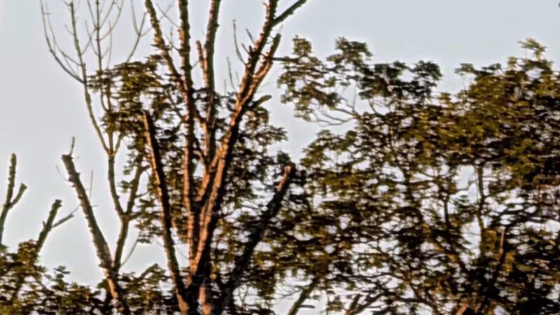 Rosedale Park - Pennington, NJ