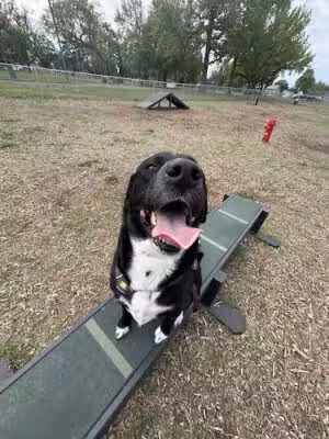 Sarah’s Heart Dog Park - Penns Grove, NJ