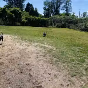 Bow Wow Dog Park - Pennsauken, NJ
