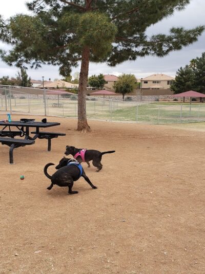 Alta Vista Park Off-leash Dog Park - Peoria, AZ