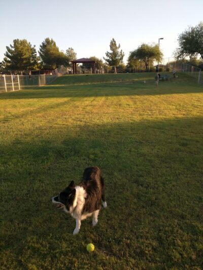 Alta Vista Park Off-leash Dog Park - Peoria, AZ
