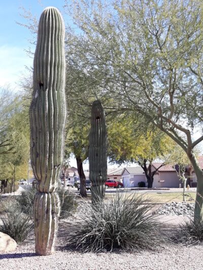 Alta Vista Park Off-leash Dog Park - Peoria, AZ