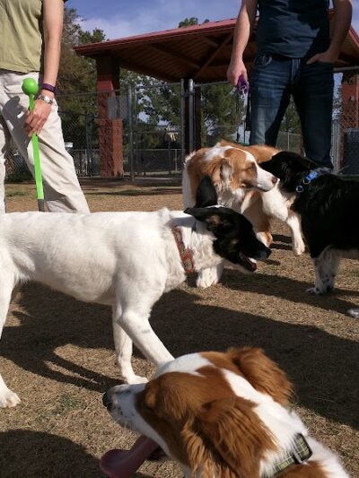 Alta Vista Park Off-leash Dog Park - Peoria, AZ