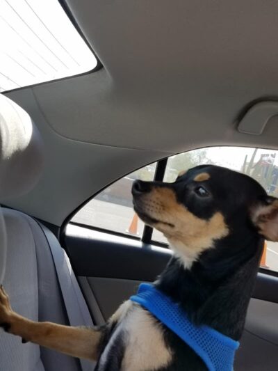 Alta Vista Park Off-leash Dog Park - Peoria, AZ