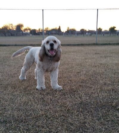 Alta Vista Park Off-leash Dog Park - Peoria, AZ