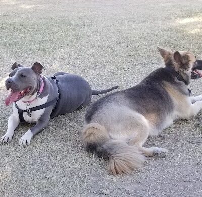 Parkridge Park Dog Park - Peoria, AZ