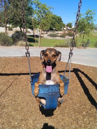 Parkridge Park Dog Park - Peoria, AZ