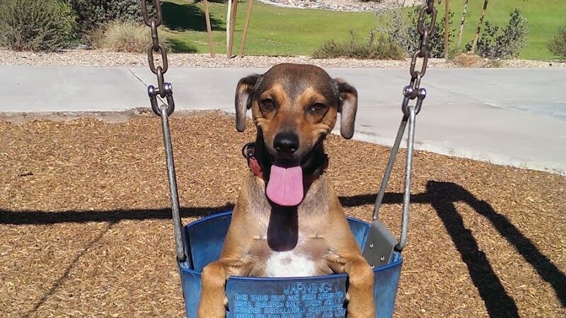 Parkridge Park Dog Park - Peoria, AZ