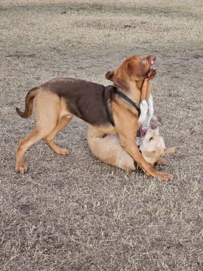 Parkridge Park Dog Park - Peoria, AZ