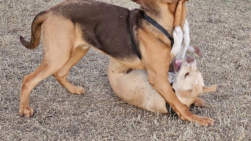 Parkridge Park Dog Park - Peoria, AZ