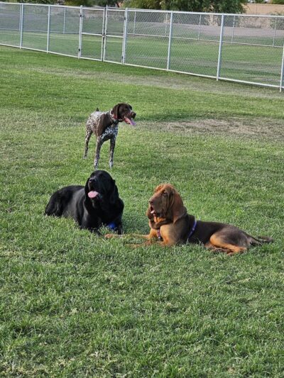 Parkridge Park Dog Park - Peoria, AZ