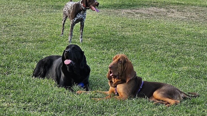 Parkridge Park Dog Park - Peoria, AZ